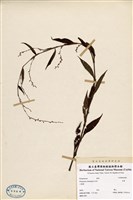 藏品(水蓼)的圖片